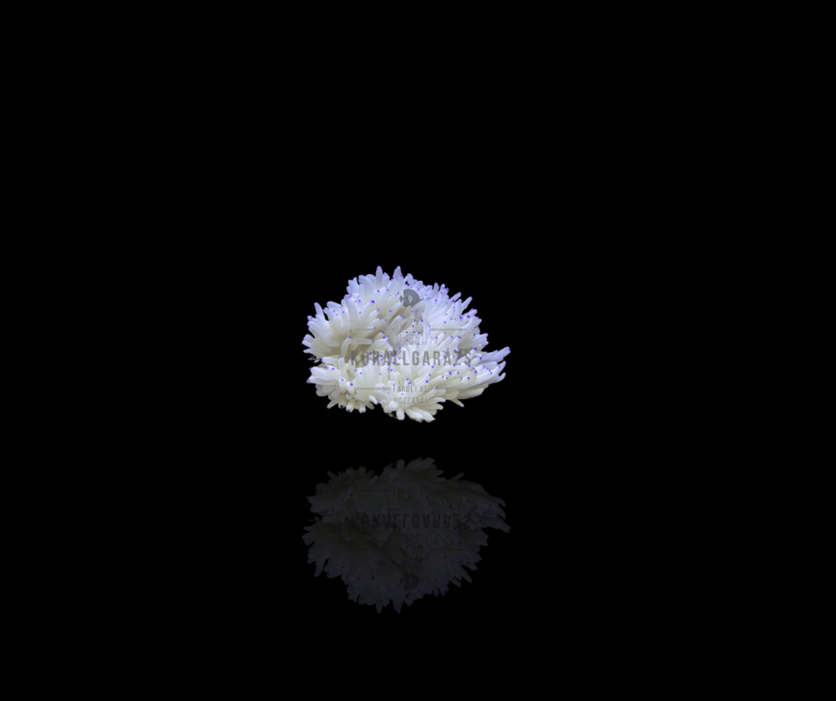 Heteractis Crispa (blue tip)